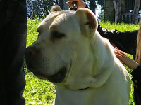 molossi rustici, cane corso bianco